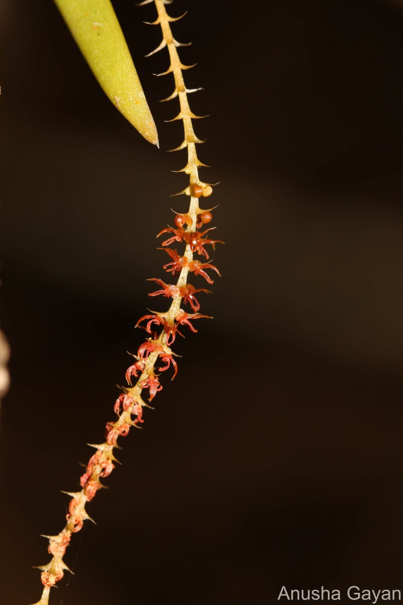 Oberonia meegaskumburae Priyad., Wijew. & Kumar